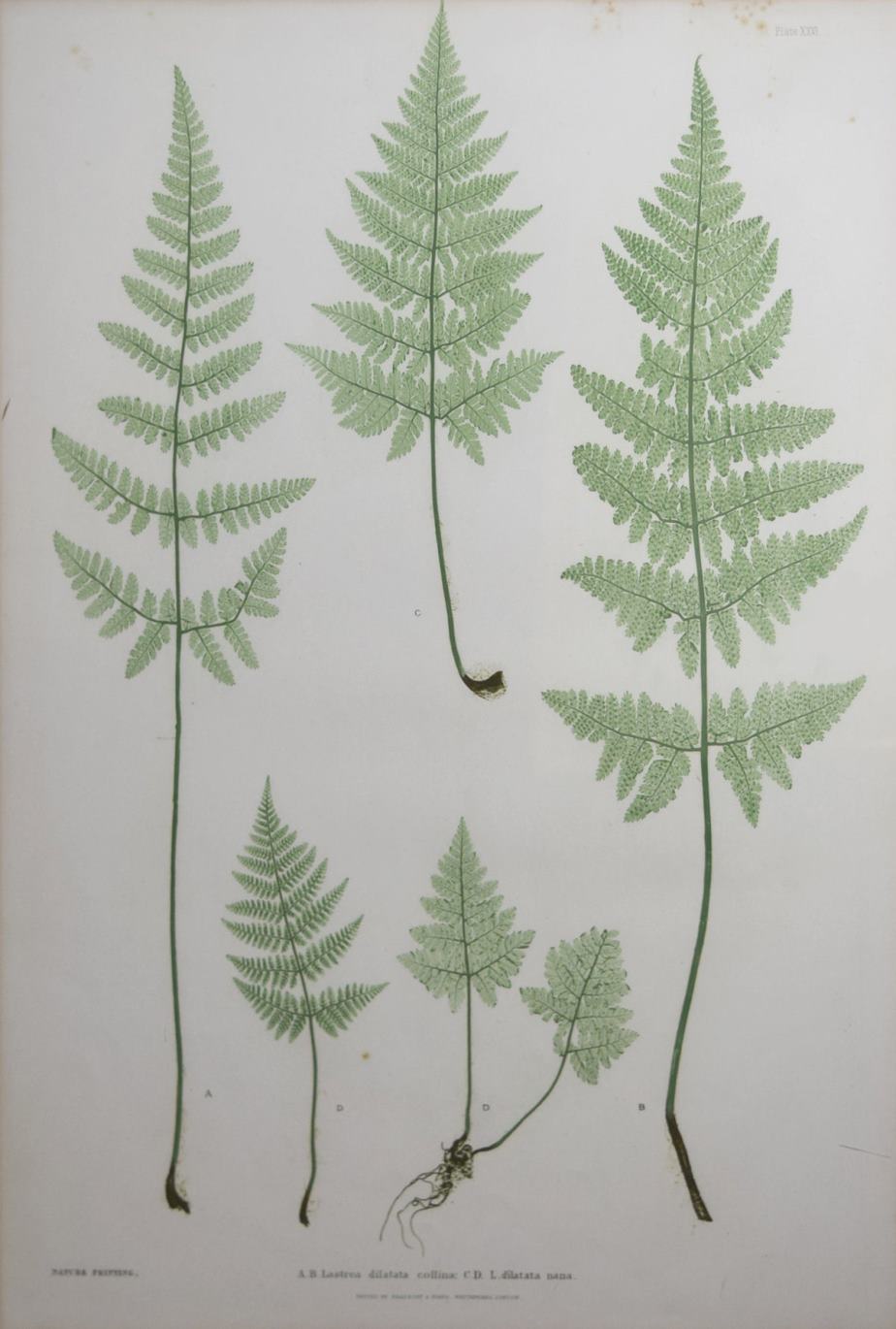 Thomas Moore (1821 - 1887) - Foto 1